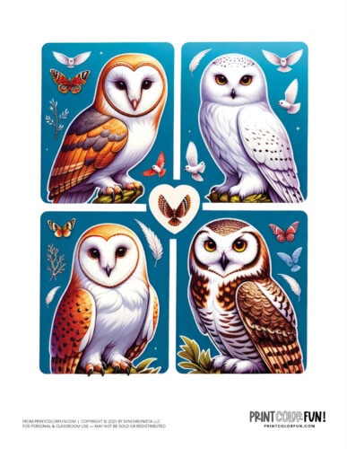 Beautiful owl color clipart from PrintColorFun com