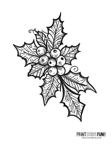 Beautiful sprig of holly plant - colouring page