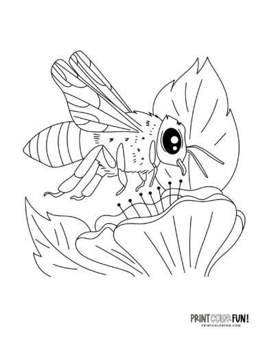 Bee coloring page clipart from PrintColorFun com (1)