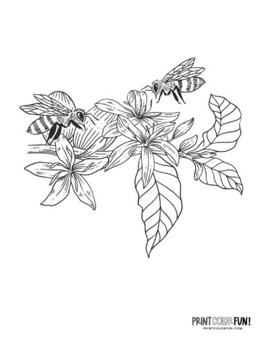 Bee coloring page clipart from PrintColorFun com (2)