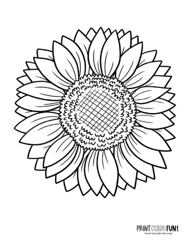 Big sunflower coloring page at PrintColorFun com from PrintColorFun com