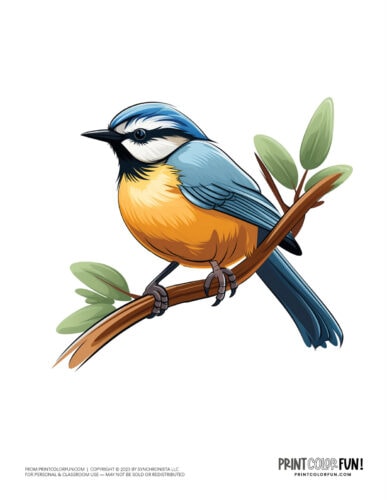 Bird color clipart from PrintColorFun com 16