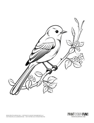 Bird coloring page clipart from PrintColorFun com 15