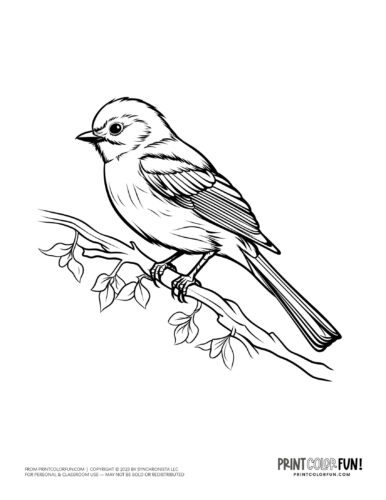 Bird coloring page clipart from PrintColorFun com 16