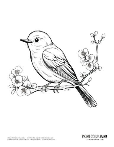 Bird coloring page clipart from PrintColorFun com 17