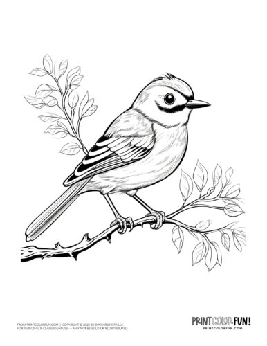 Bird coloring page clipart from PrintColorFun com 18