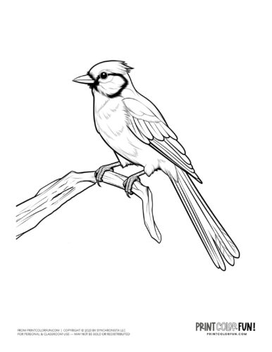 Blue jay bird coloring page clipart from PrintColorFun com