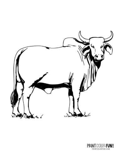 Brahman bull coloring page at PrintColorFun com