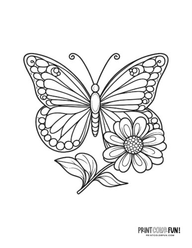 Butterfly with a flower coloring page - PrintColorFun com