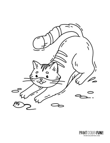 Cat coloring page from PrintColorFun com 3