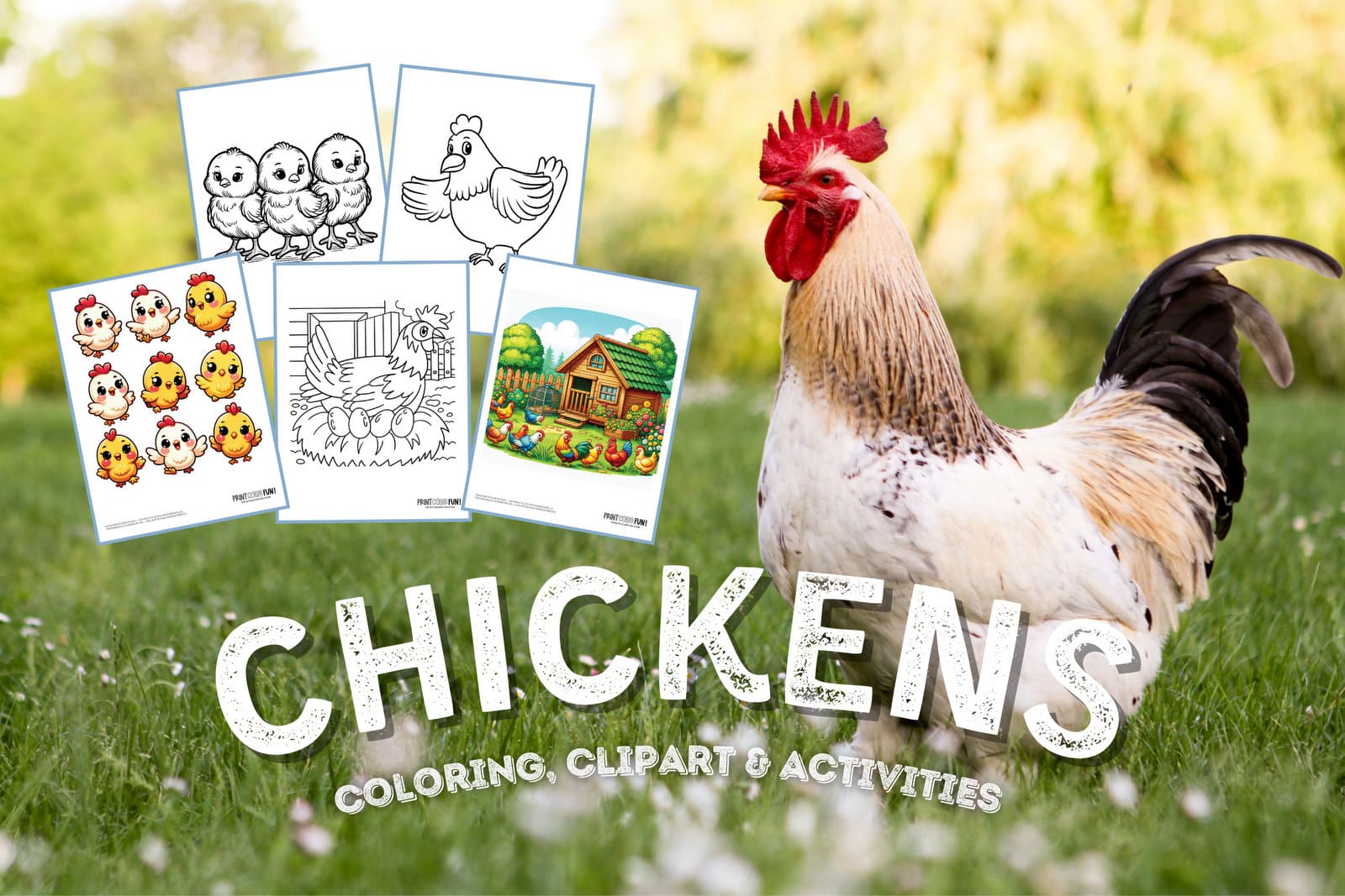 Chicken clipart and coloring pages from PrintColorFun com