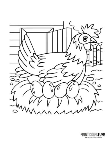 Chicken hen coloring clipart from PrintColorFun com 2