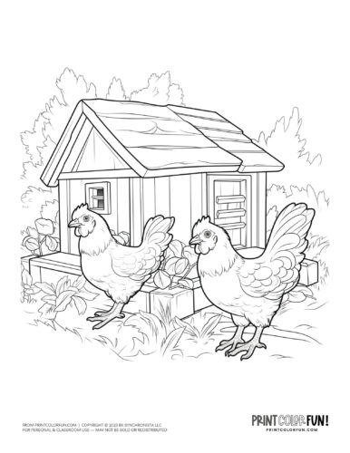 Chicken hen coloring clipart from PrintColorFun com 6