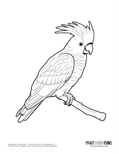 Cockatoo parrot coloring page - bird clipart at PrintColorFun com