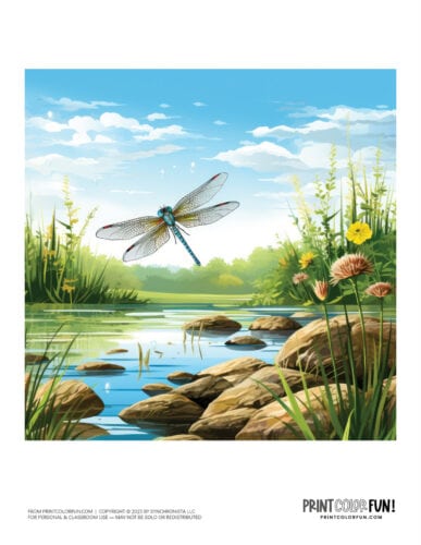 Color dragonfly scene clipart from PrintColorFun com (3)