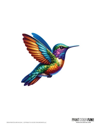 Color hummingbird clip art illustrations from PrintColorFun com 1