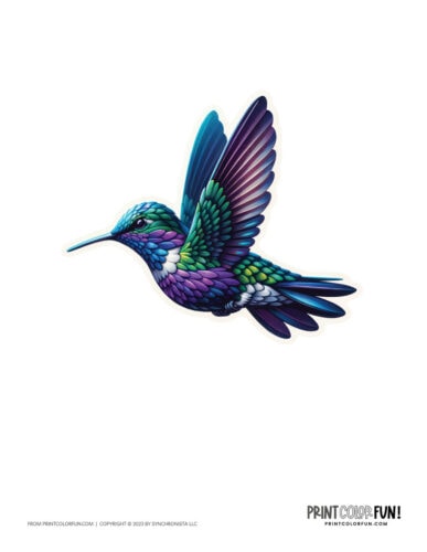 Color hummingbird clip art illustrations from PrintColorFun com 2