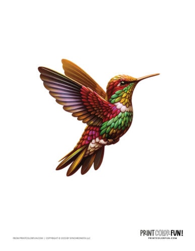 Color hummingbird clip art illustrations from PrintColorFun com 3