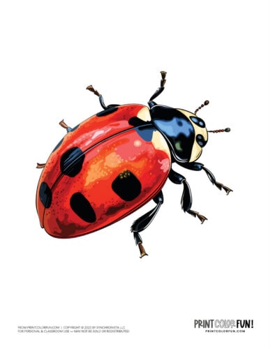 Color ladybug clipart from PrintColorFun com (1)
