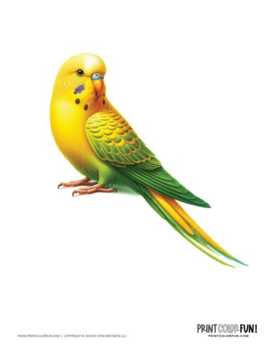 Color parakeet clip art illustration from PrintColorFun com 1