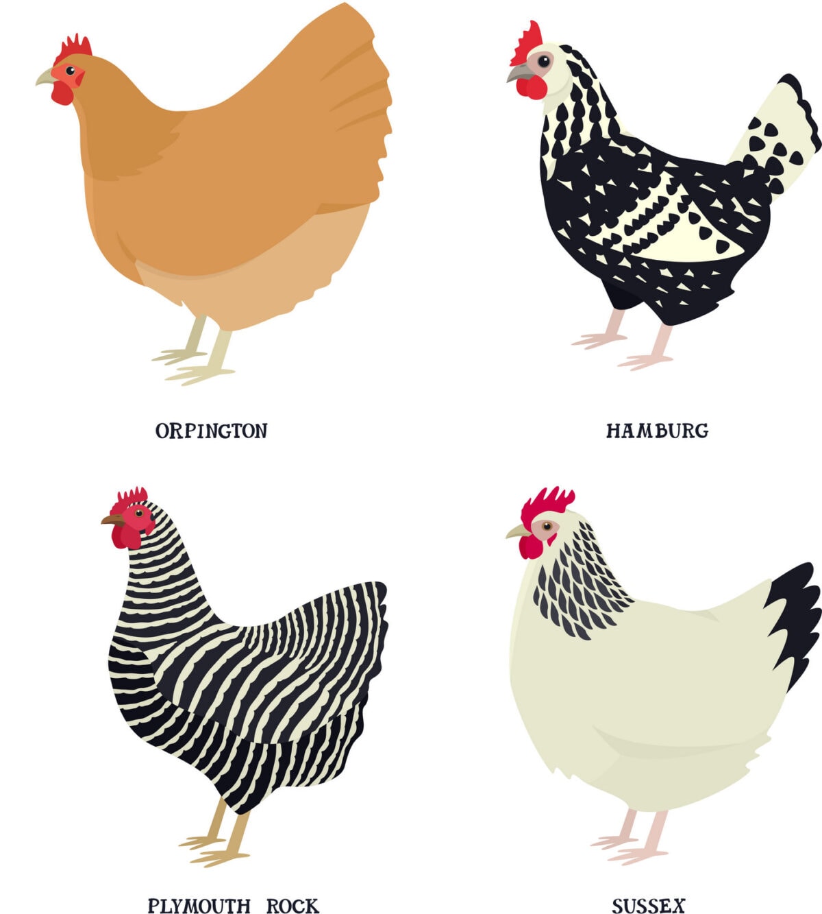 Common chicken breeds at PrintColorFun com (1)