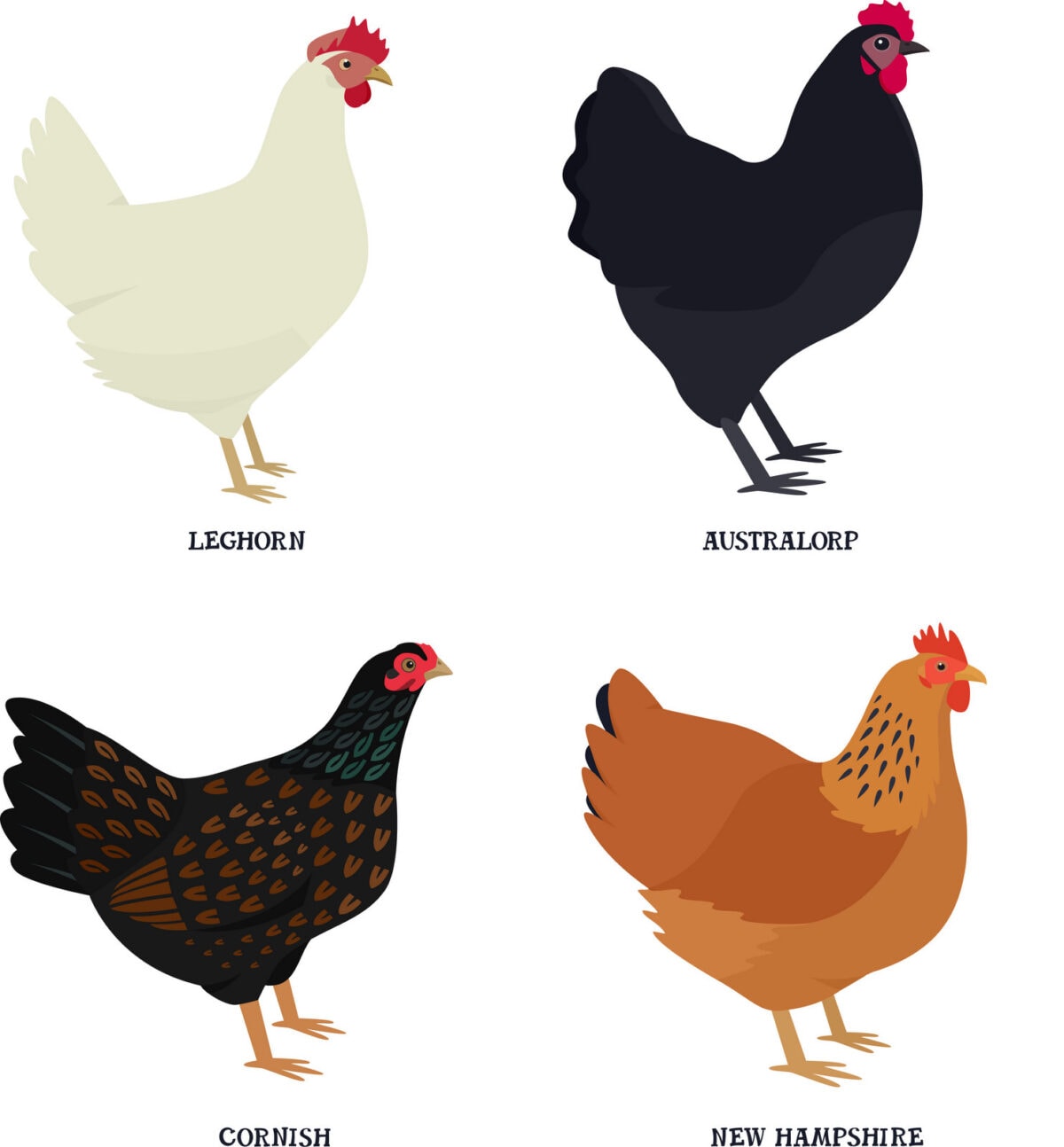 Common chicken breeds at PrintColorFun com (2)