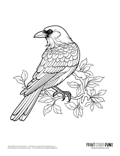 Crow (bird) coloring page clipart from PrintColorFun com (1)