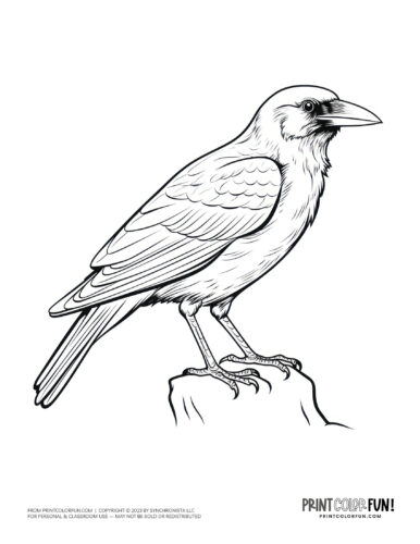 Crow (bird) coloring page clipart from PrintColorFun com (2)