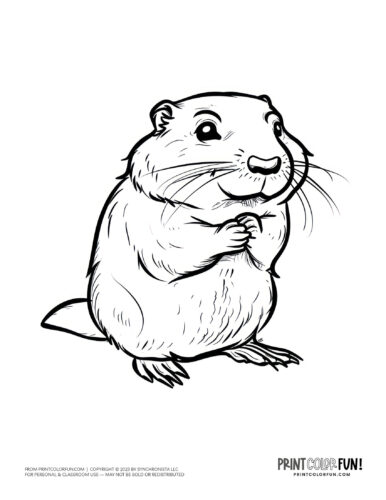 Cute beaver coloring page - animal drawing from PrintColorFun com (1)