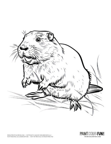 Cute beaver coloring page - animal drawing from PrintColorFun com (2)