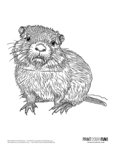 Cute beaver coloring page - animal drawing from PrintColorFun com (3)