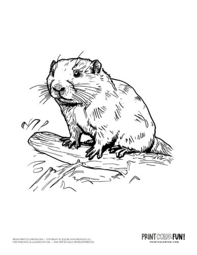 Cute beaver coloring page - animal drawing from PrintColorFun com (4)
