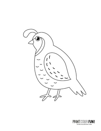Cute cartoon quail drawing coloring page from PrintColorFun com