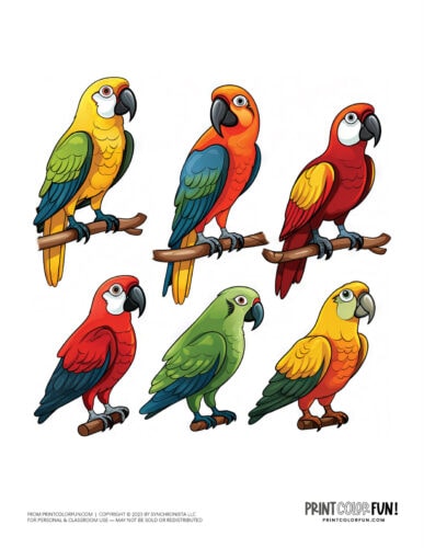 Cute colorful parrot clipart from PrintColorFun com (11)