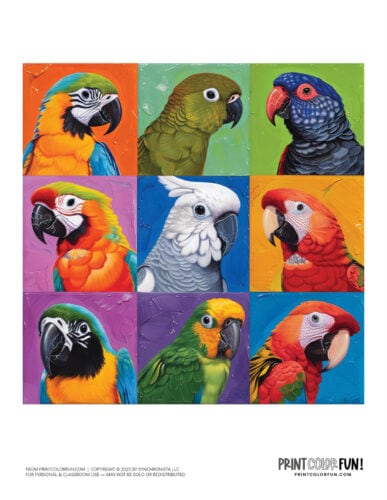 Cute colorful parrot clipart from PrintColorFun com (2)