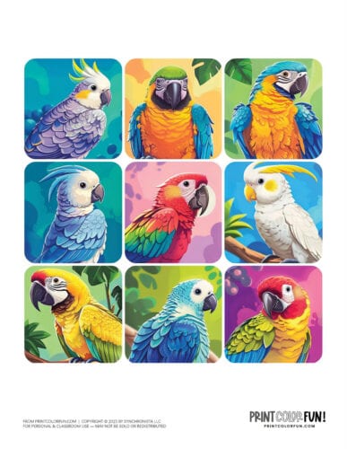 Cute colorful parrot clipart from PrintColorFun com (4)