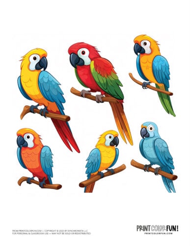 Cute colorful parrot clipart from PrintColorFun com (5)