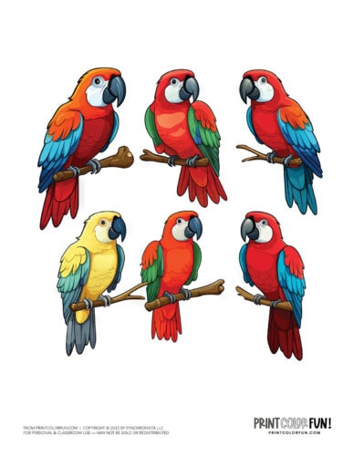 Cute colorful parrot clipart from PrintColorFun com (6)