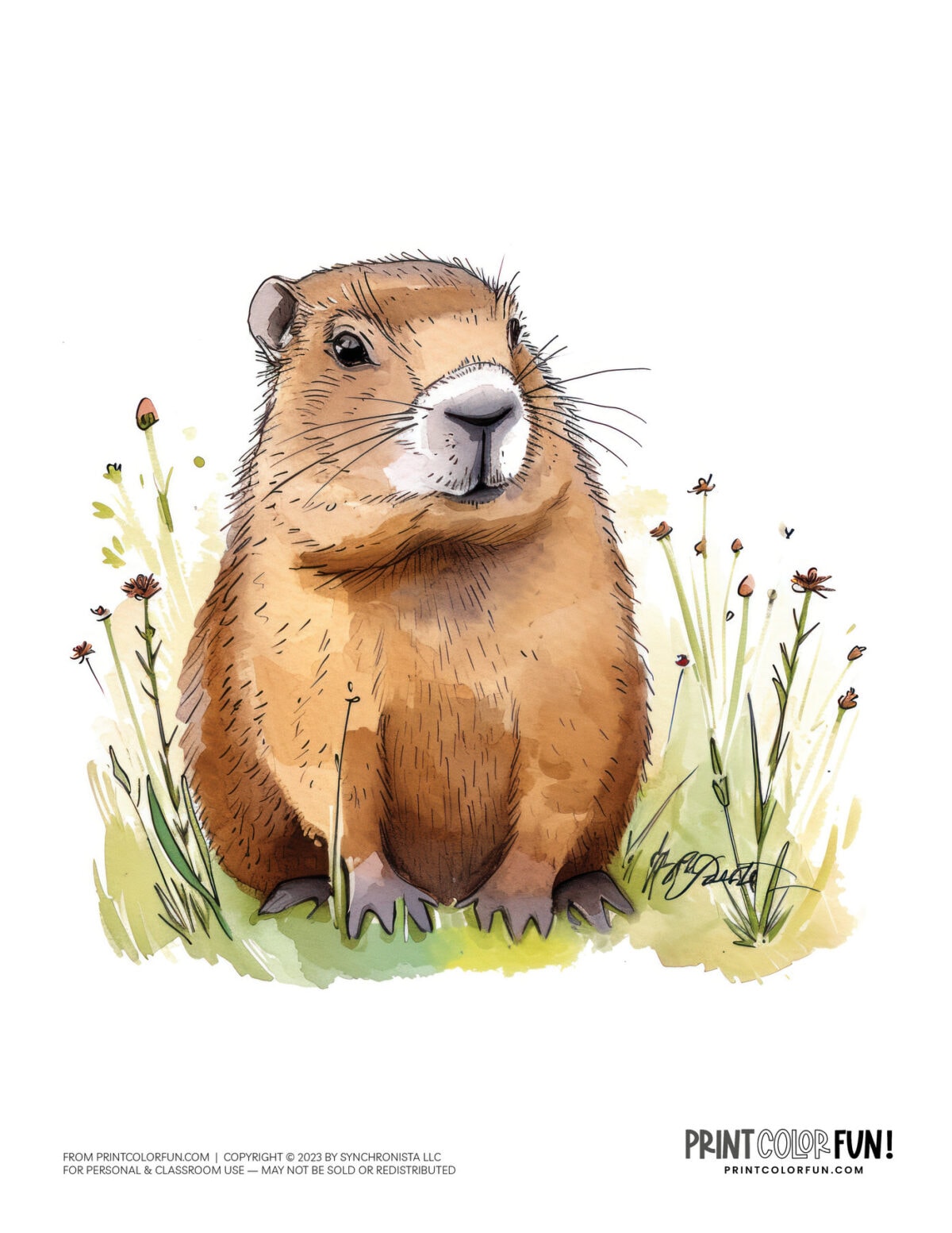 Woodchuck & groundhog coloring pages, at PrintColorFun.com
