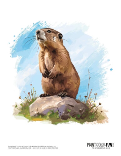 Cute groundhog woodchuck clipart in color from PrintColorFun com' (2)