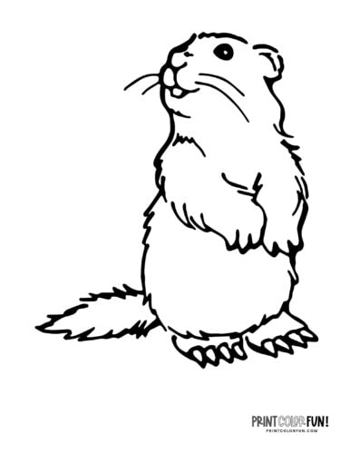 Cute groundhog - woodchuck coloring page at PrintColorFun com