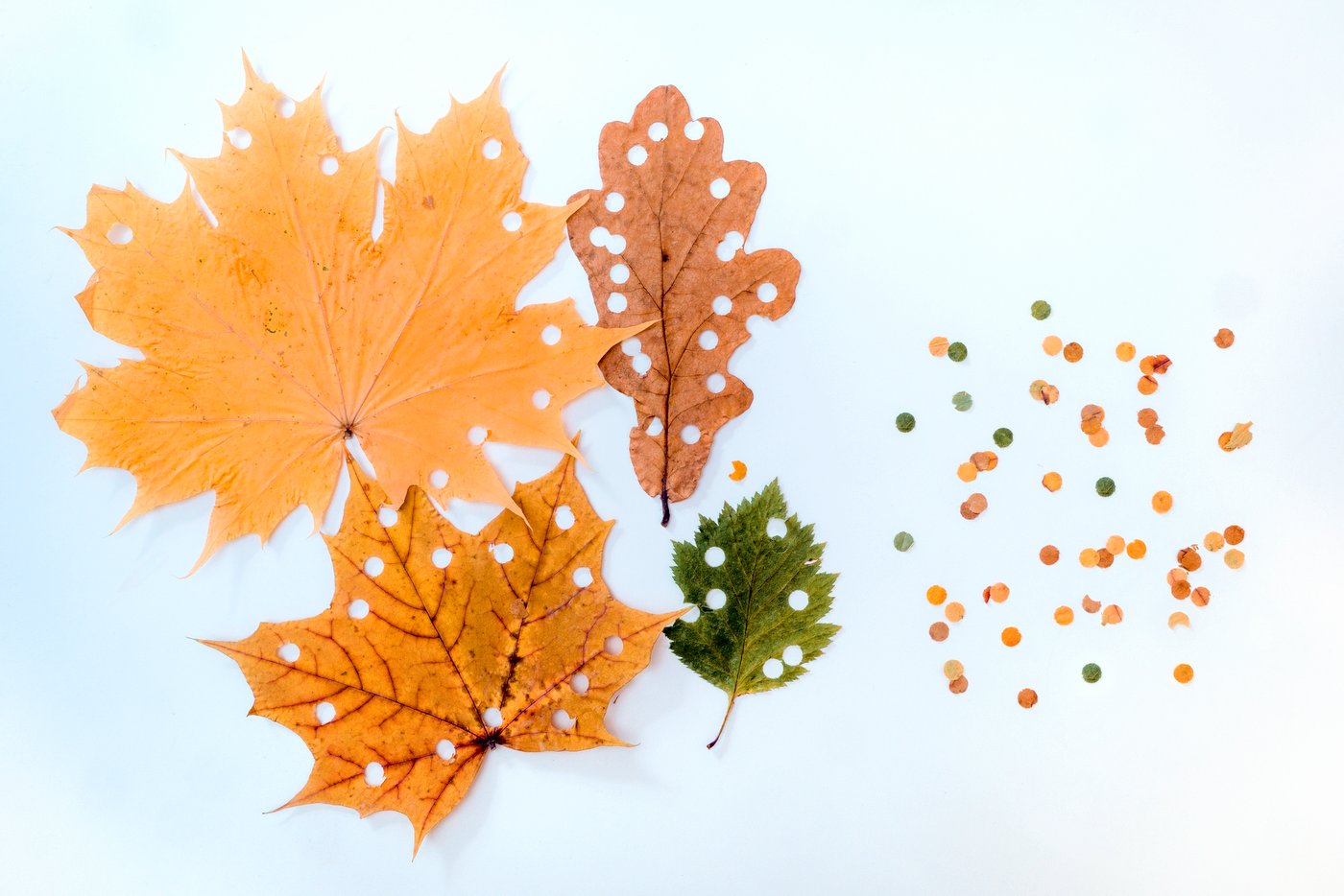 DIY craft projects with dried leaves - leaf confetti Photo by kramyninasvetlana via Twenty20