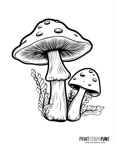 Detailed mushroom coloring page from Print Color Fun (1)