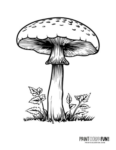 Detailed mushroom coloring page from Print Color Fun (2)