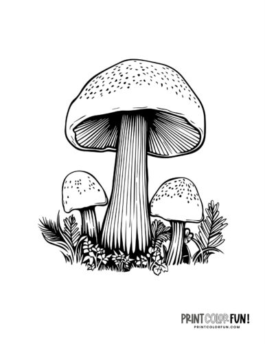 Detailed mushroom coloring page from Print Color Fun (3)