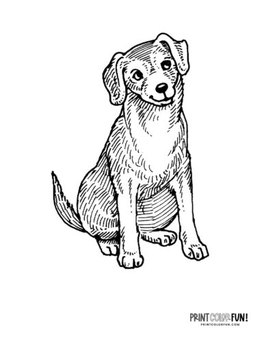 Dog coloring page at PrintColorFun com 1