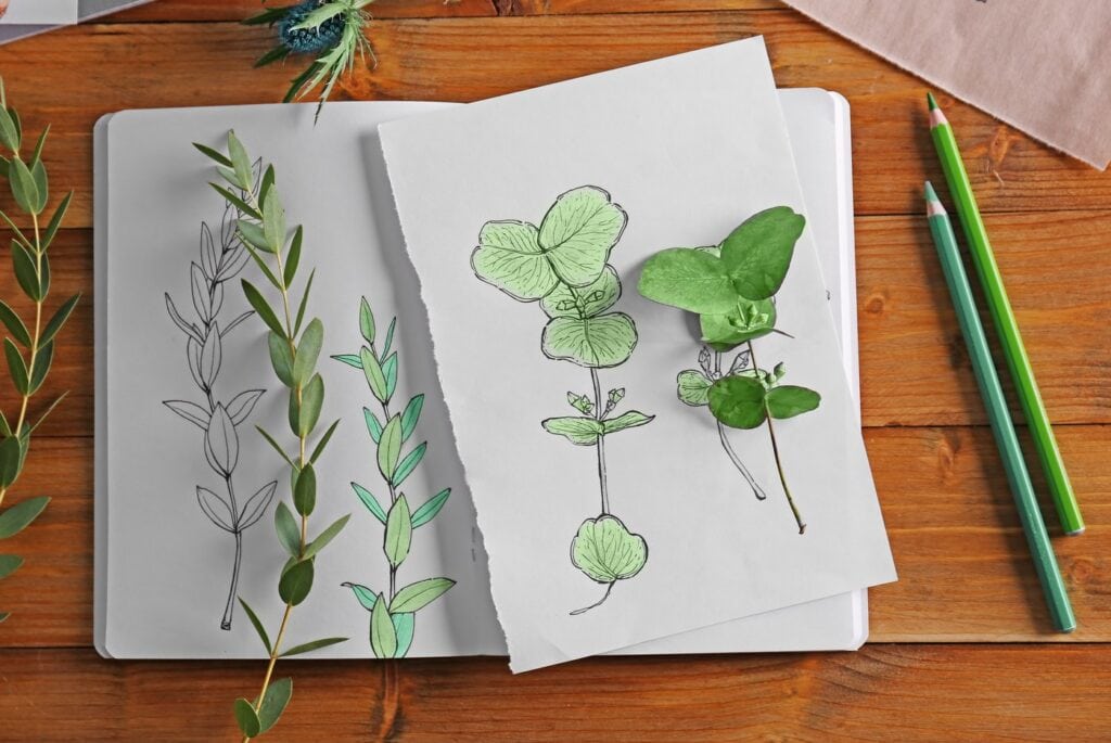 Draw leaves from real life, or create leaf rubbings