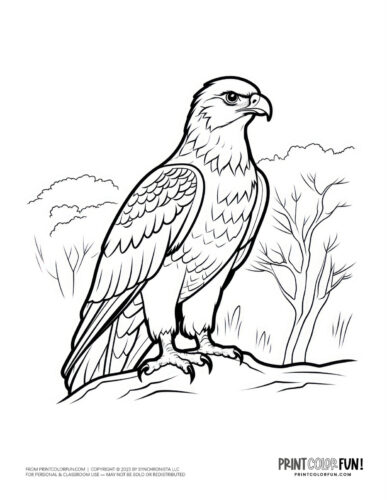 Eagle coloring page - bird clipart at PrintColorFun com