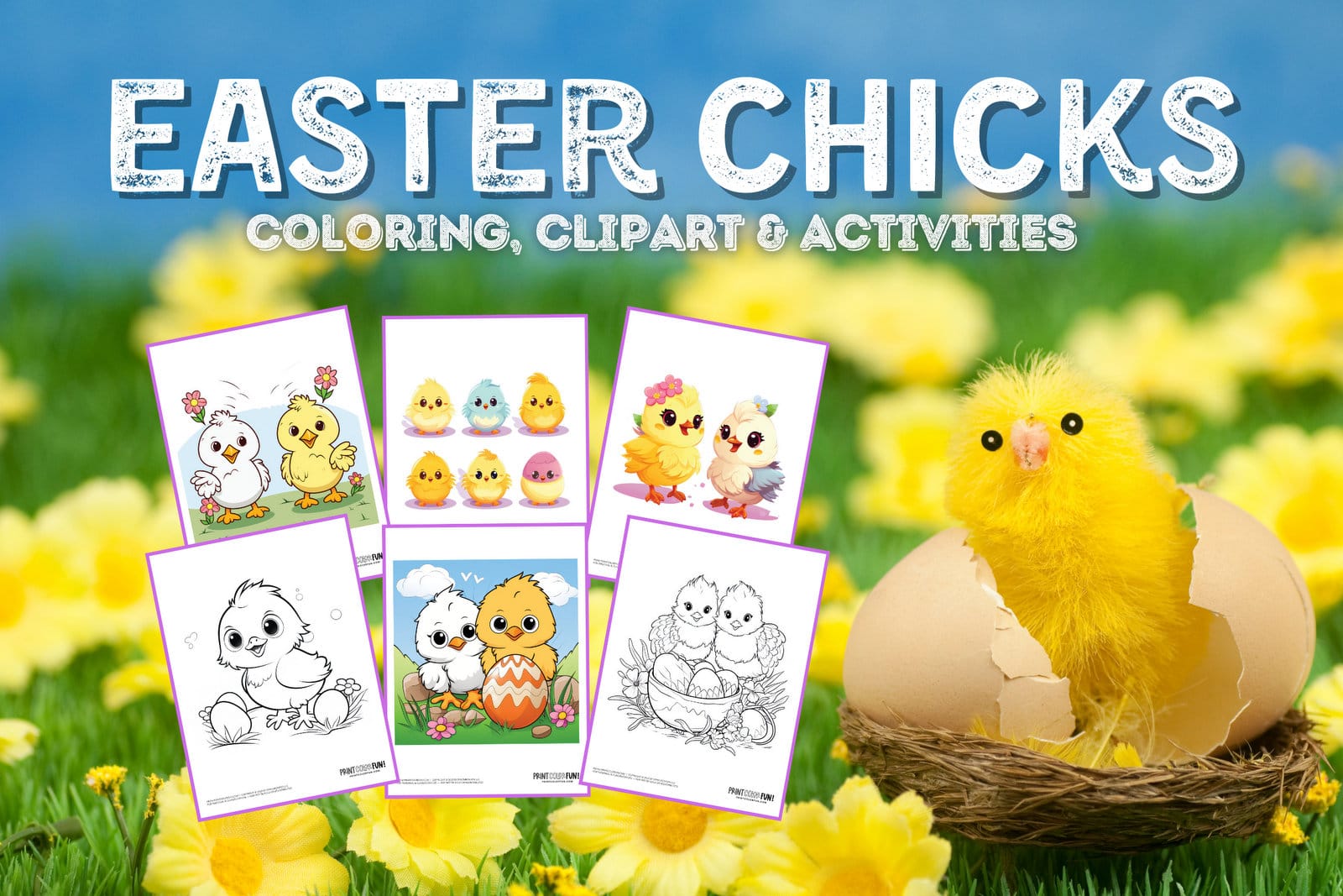 Easter chick clipart and coloring pages for springtime at PrintColorFun com