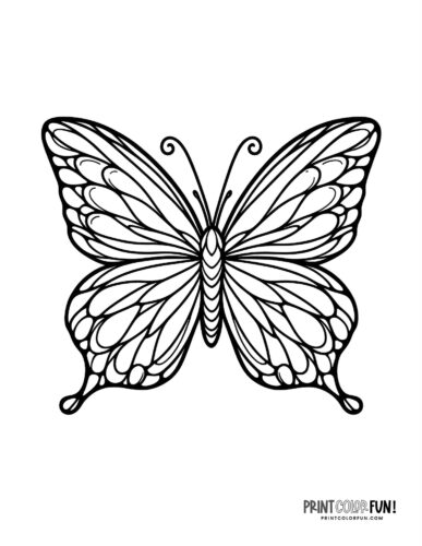 Elegant papillon butterfly coloring page - PrintColorFun com